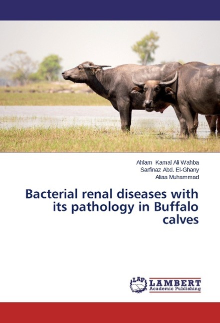 Bacterial renal diseases with its pathology in Buffalo calves