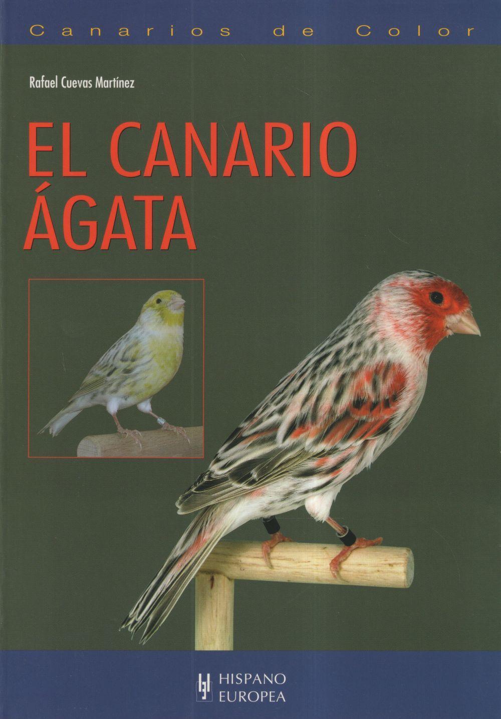 Canarios de color : el canario Ágata