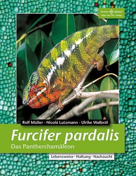 Furcifer pardalis. Das Panterchamäleon