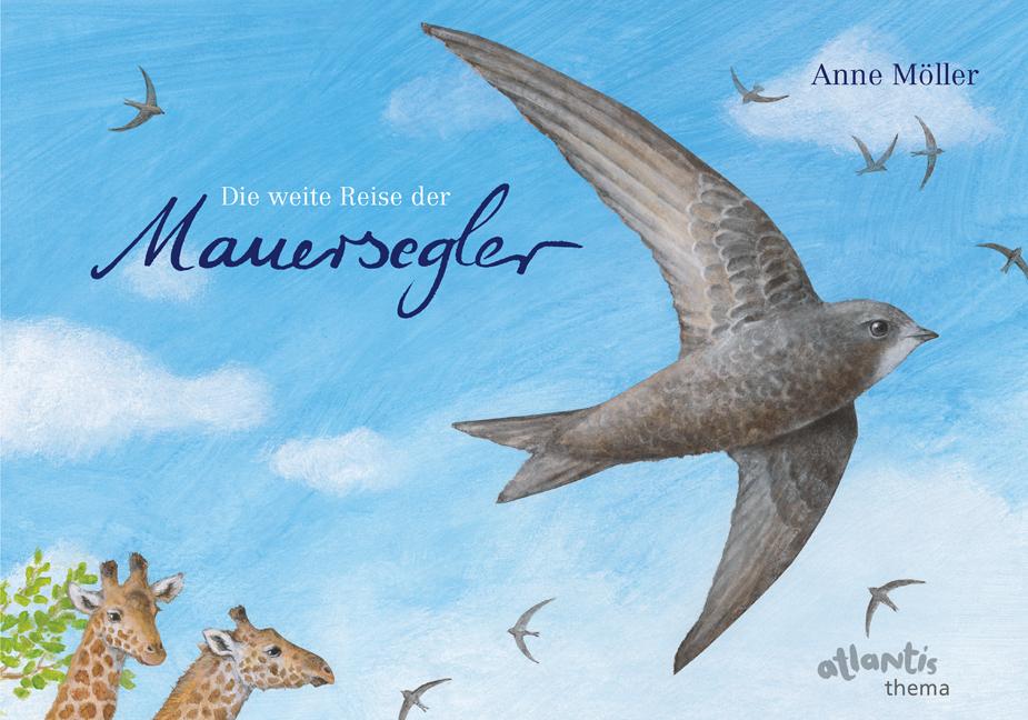 Die weite Reise der Mauersegler