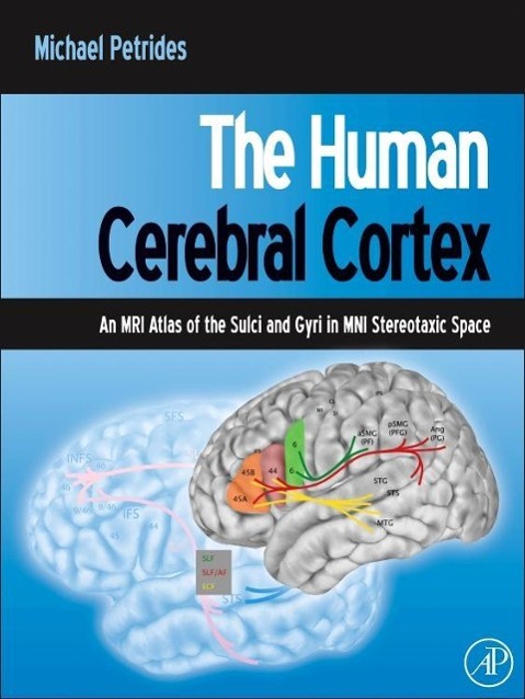 The Human Cerebral Cortex