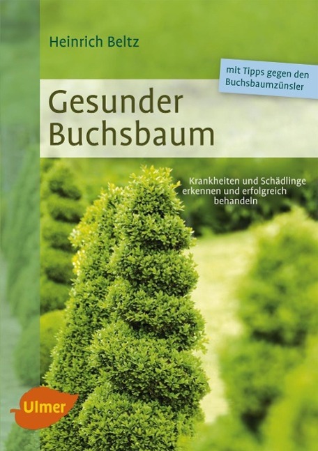 Gesunder Buchsbaum