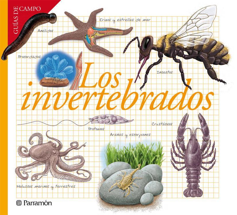 Los invertebrados