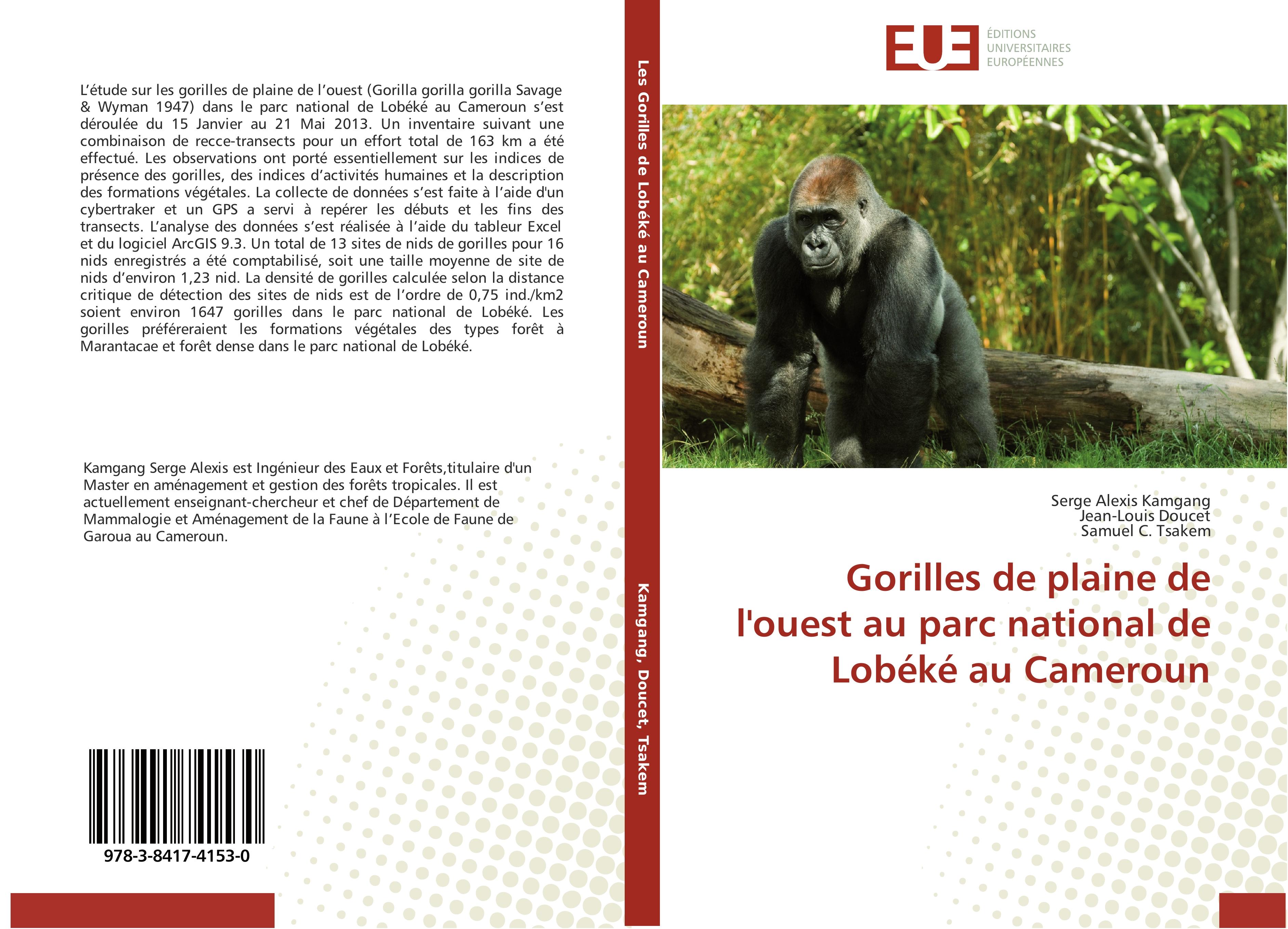 Gorilles de plaine de l'ouest au parc national de Lobéké au Cameroun