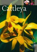 Cattleya