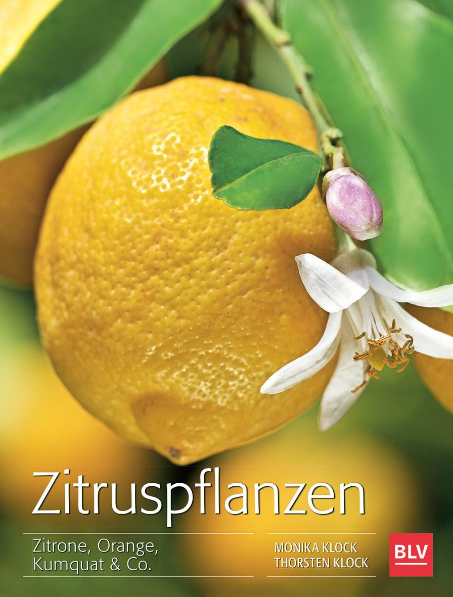 Zitruspflanzen