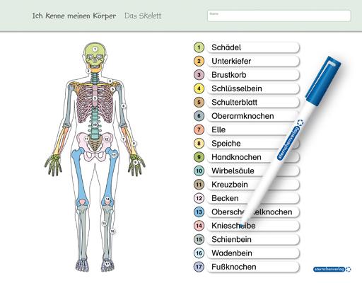 Ich kenne meinen Körper - Das Skelett