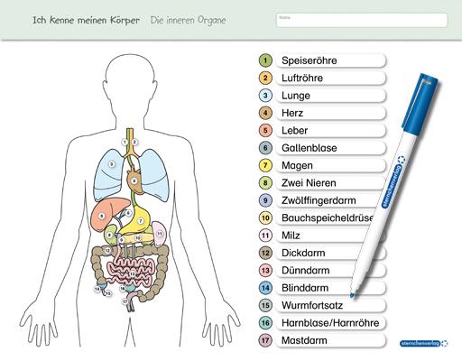 Ich kenne meinen Körper - Die inneren Organe