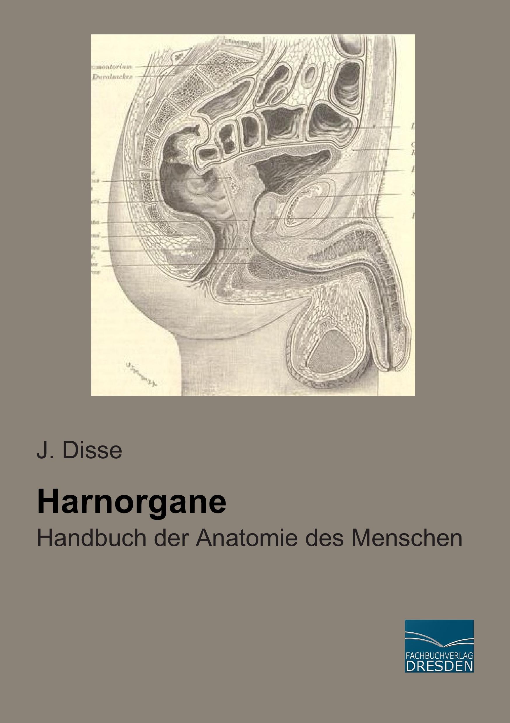 Harnorgane