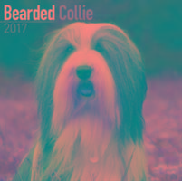 Bearded Collie Calendar 2017