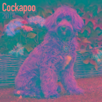 Cockapoo Calendar 2017