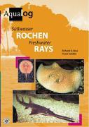 Süßwasser-Rochen