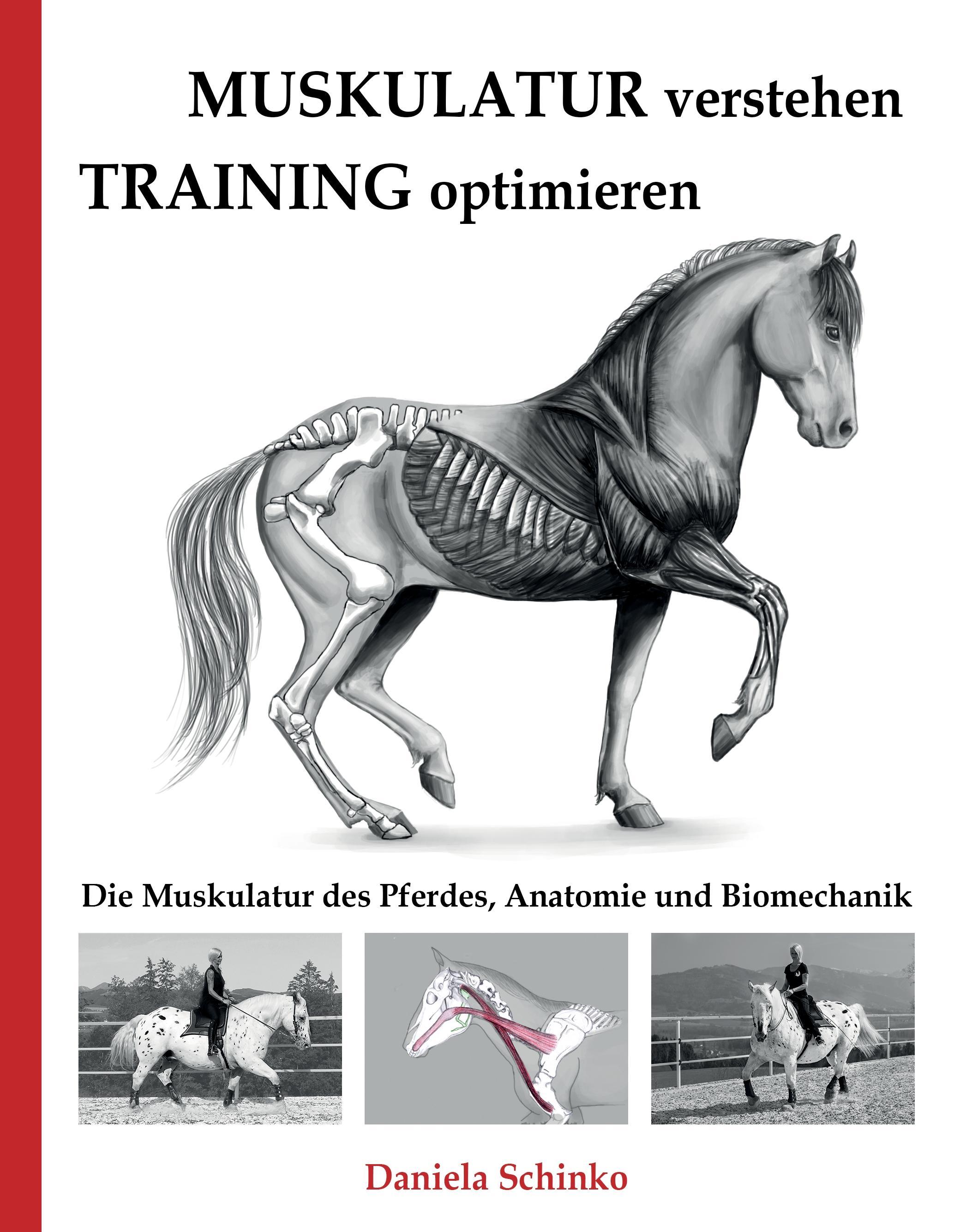 Muskulatur verstehen - Training optimieren