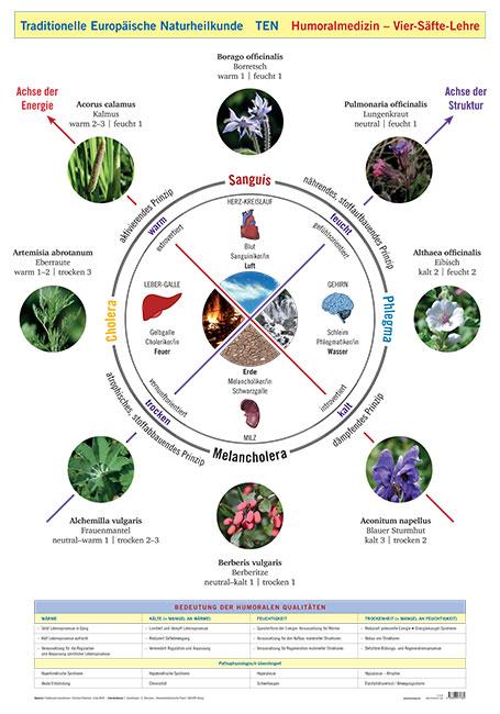 Wandtafel Traditionelle Europäische Naturheilkunde TEN