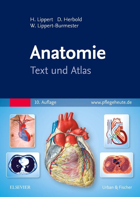 Anatomie