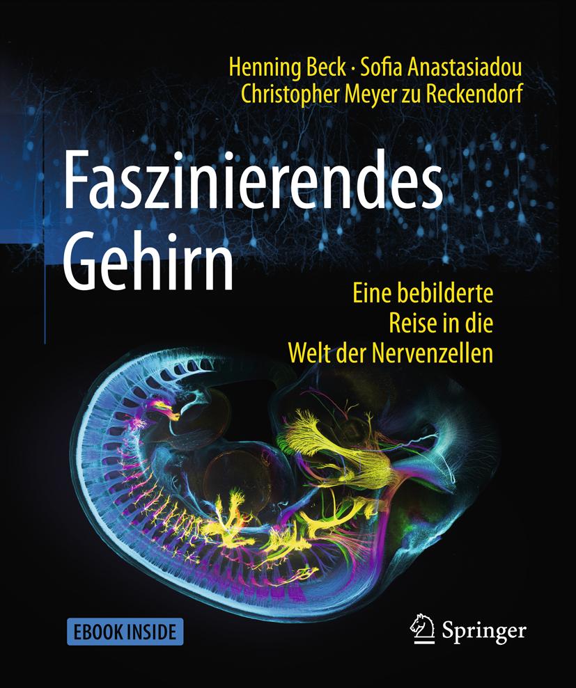 Faszinierendes Gehirn