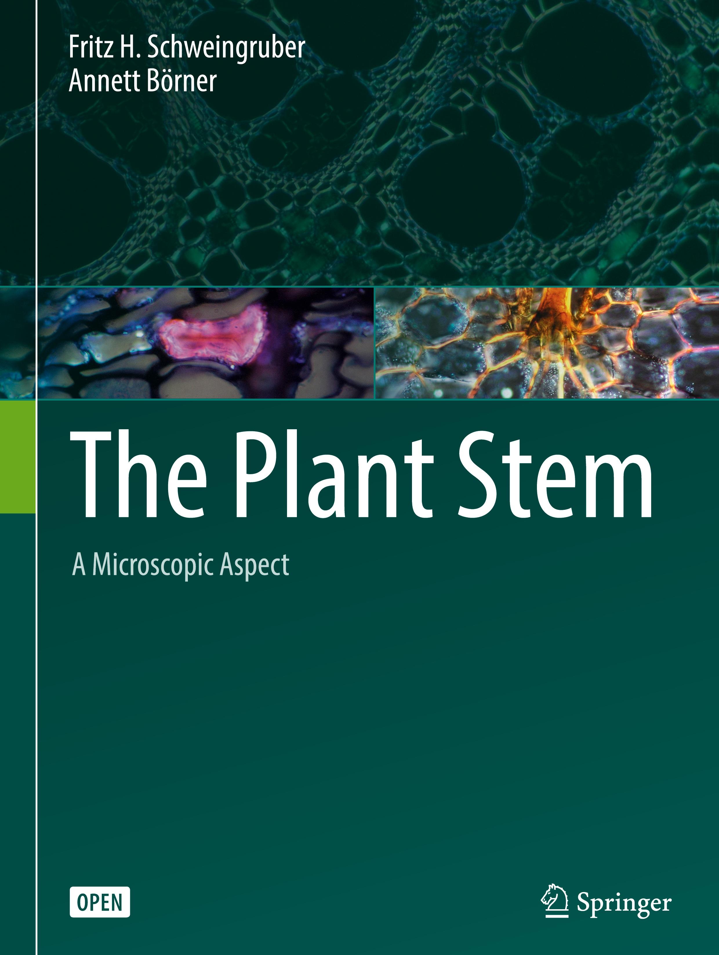 The Plant Stem