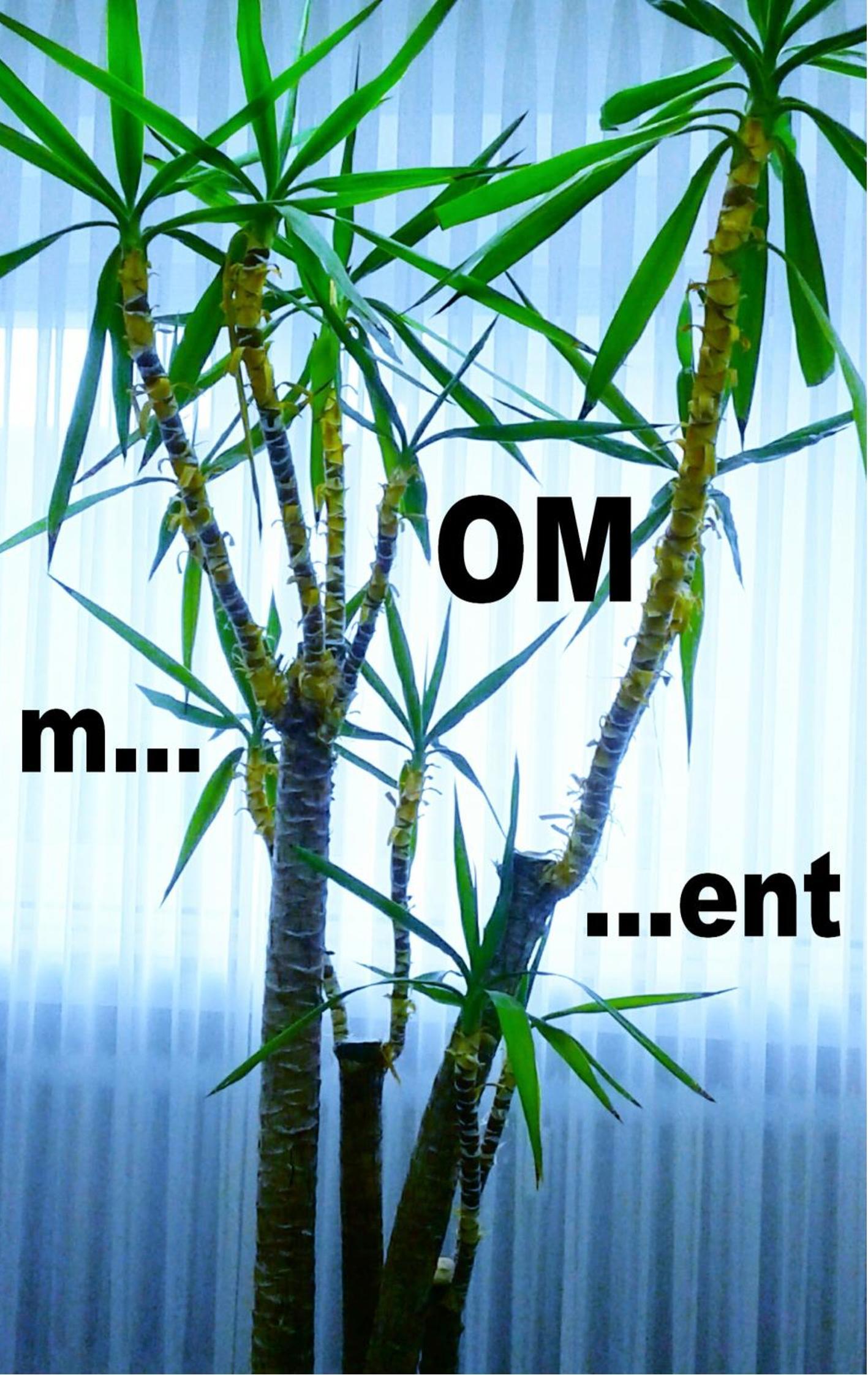 m...OM...ent