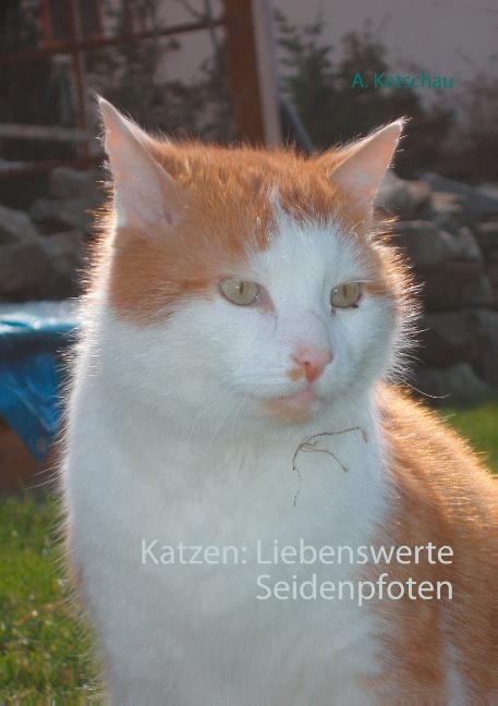 Katzen: Liebenswerte Seidenpfoten