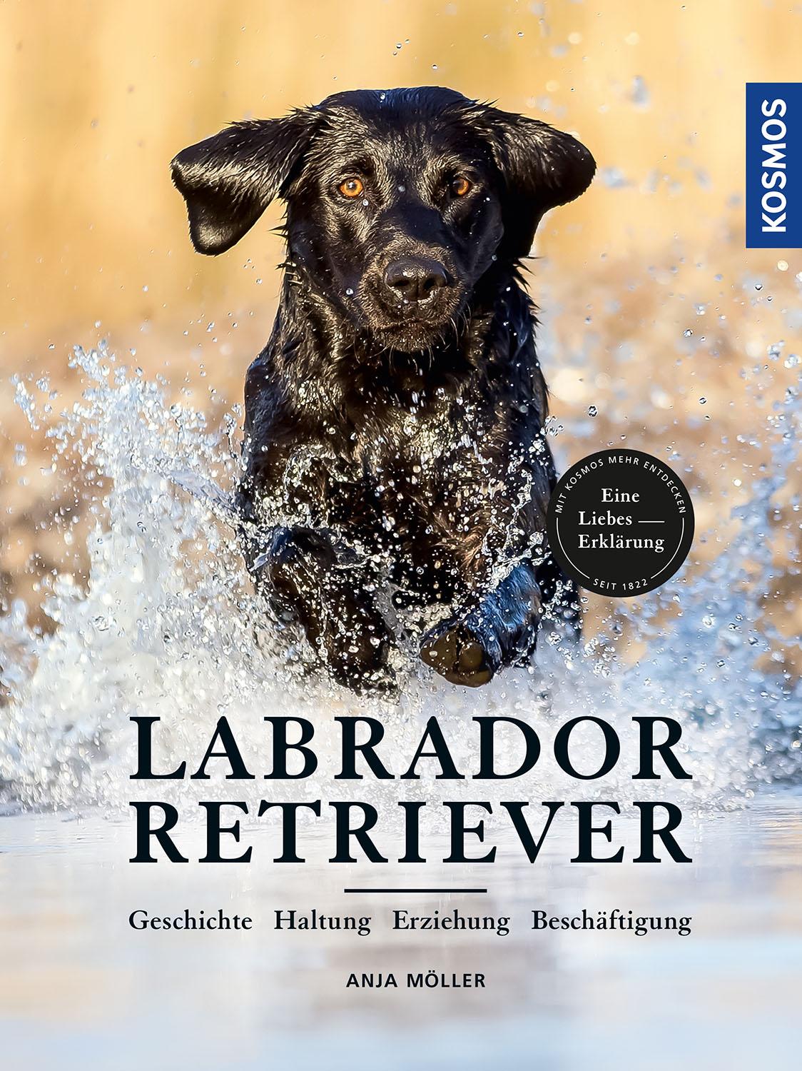 Labrador Retriever