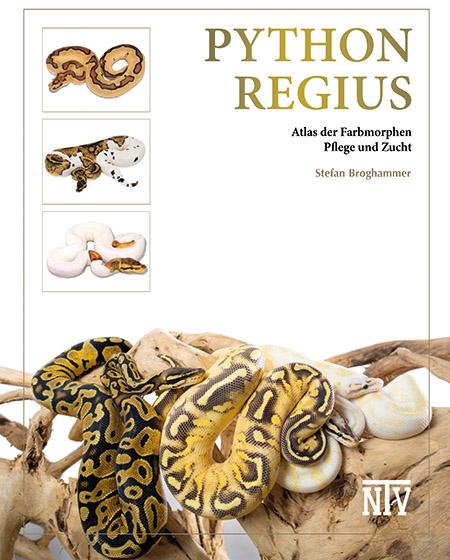 Python regius