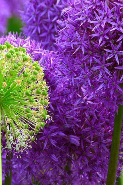 Blossoms: Alliums Are Hardy Bulbs That Produce Dramatic Balls of Purple, Blue, Yellow or Pink Flowers Atop Stiff, Upright Stems.