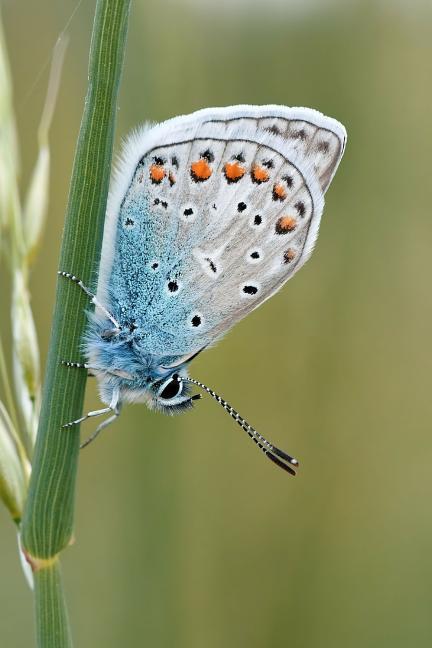 Butterfly in the Grass: There Are Approximately 20,000 Species of Butterflies in the World.