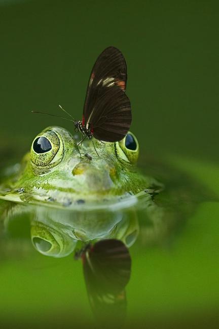 Frog and a Friend: There Are Over 20,000 Species of Butterflies in the World.