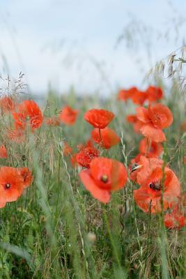 Poppies in a Field: Poppies Are Found Around the Globe from Icy Cold Tundra to Broiling Hot Deserts, Mostly in the Northern Hemisphere.