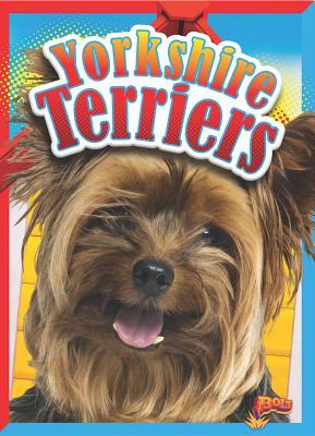 Yorkshire Terriers