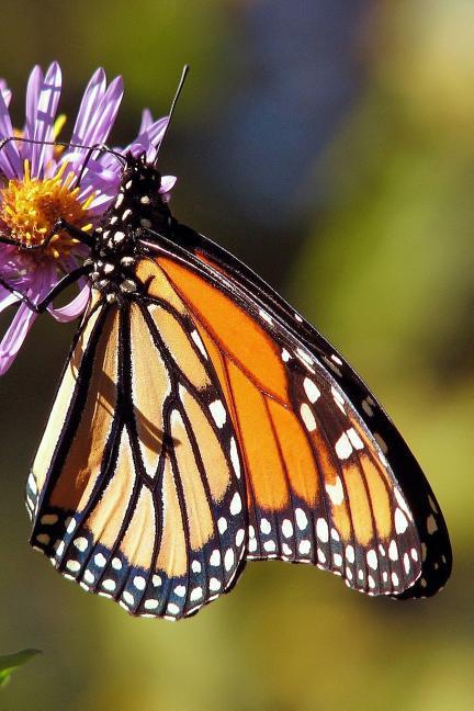 Monarch Butterfly: The Monarch Butterfly or Simply Monarch Is a Milkweed Butterfly in the Family Nymphalidae.