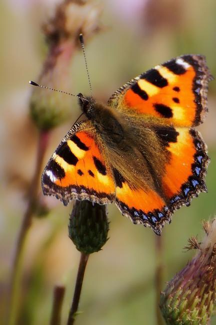 Painted Lady: There Are Over 20,000 Species of Butterflies in the World.