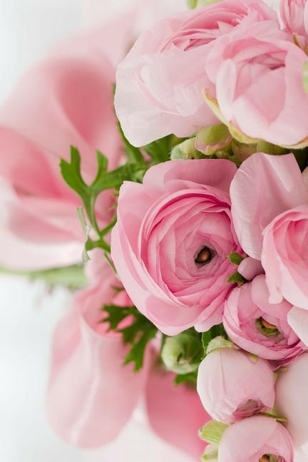 Pink Roses: Light Pink Roses Express Gentleness and Admiration While Dark Pink Roses Show Gratitude.