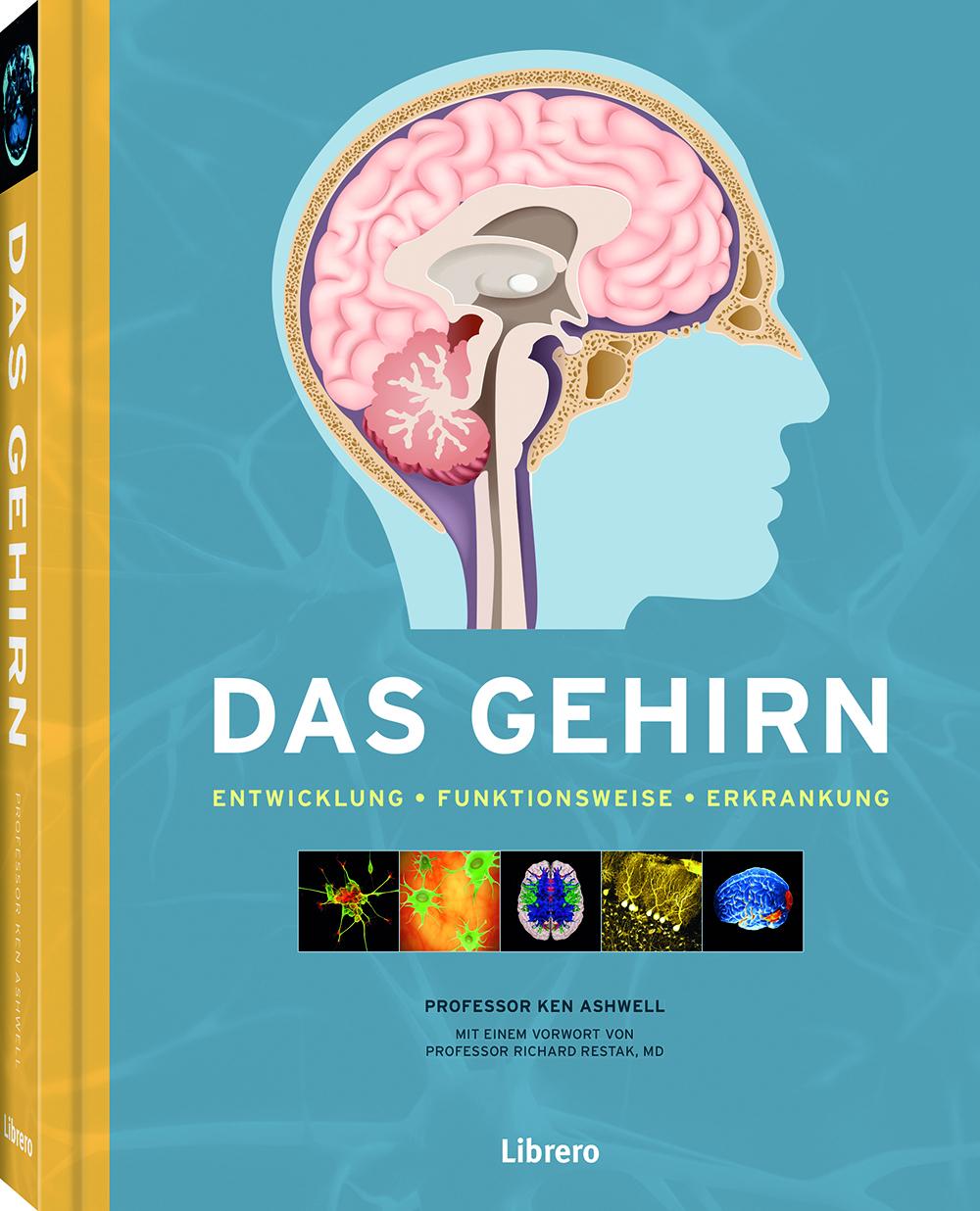 Das Gehirn