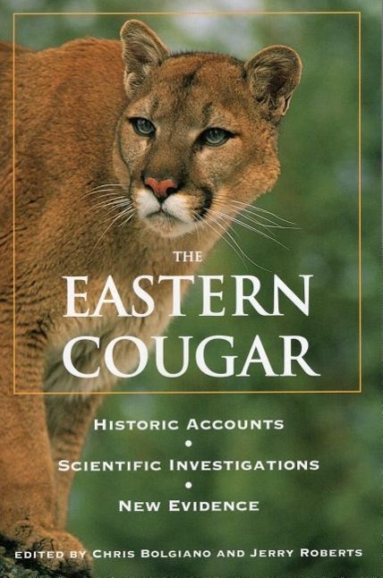 Eastern Cougar