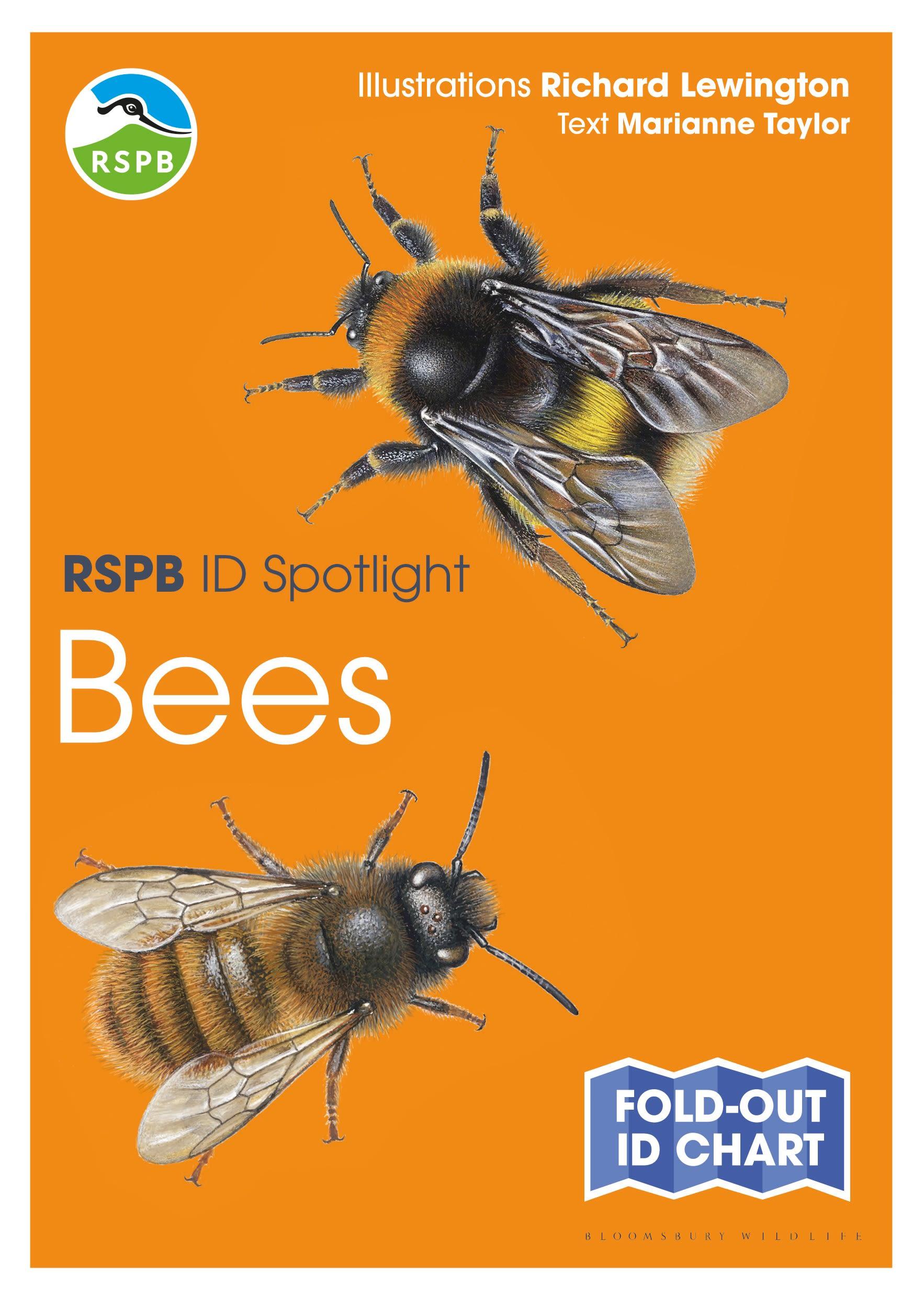 RSPB ID Spotlight - Bees