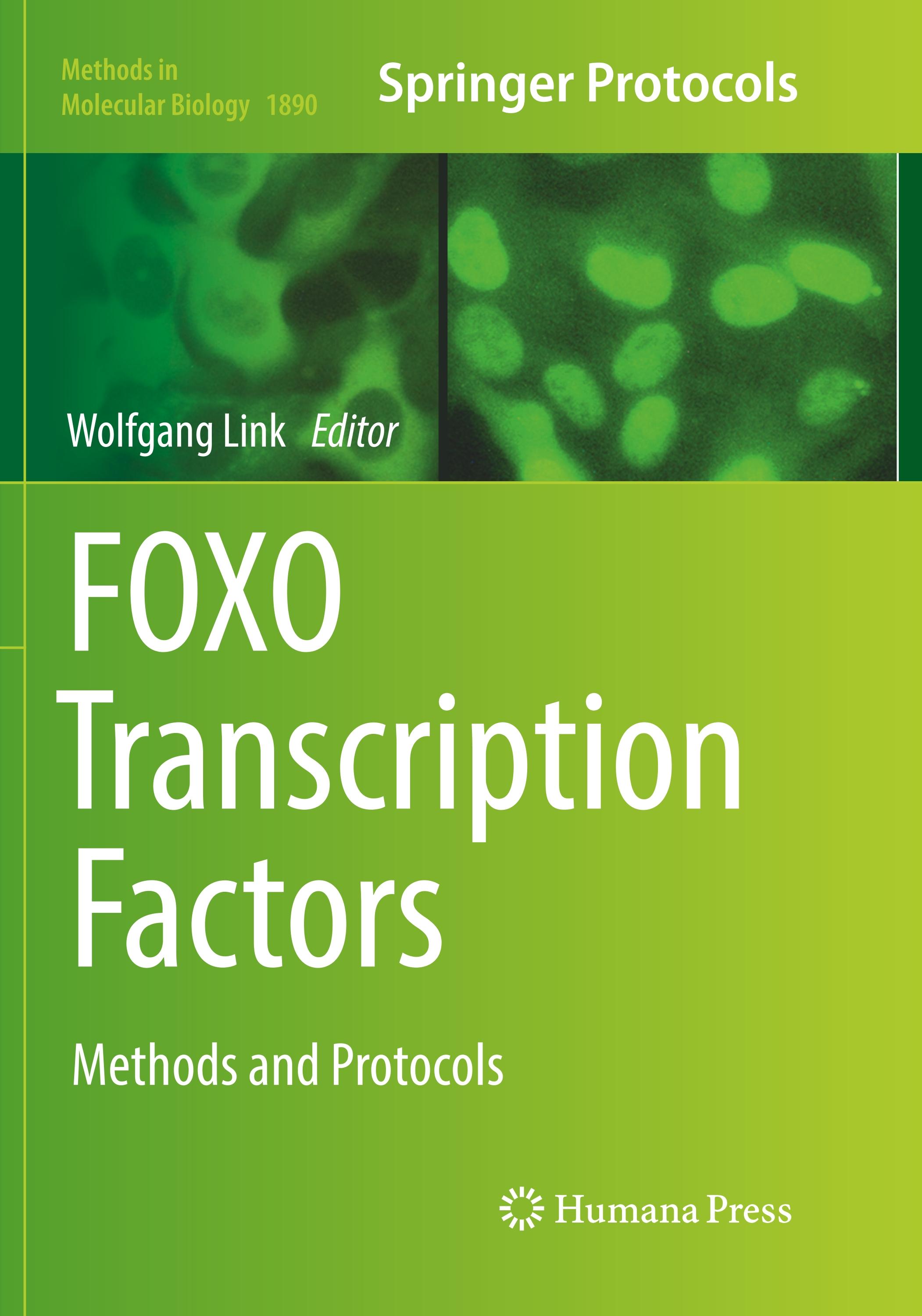 FOXO Transcription Factors