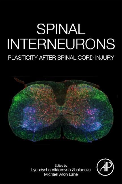 Spinal Interneurons