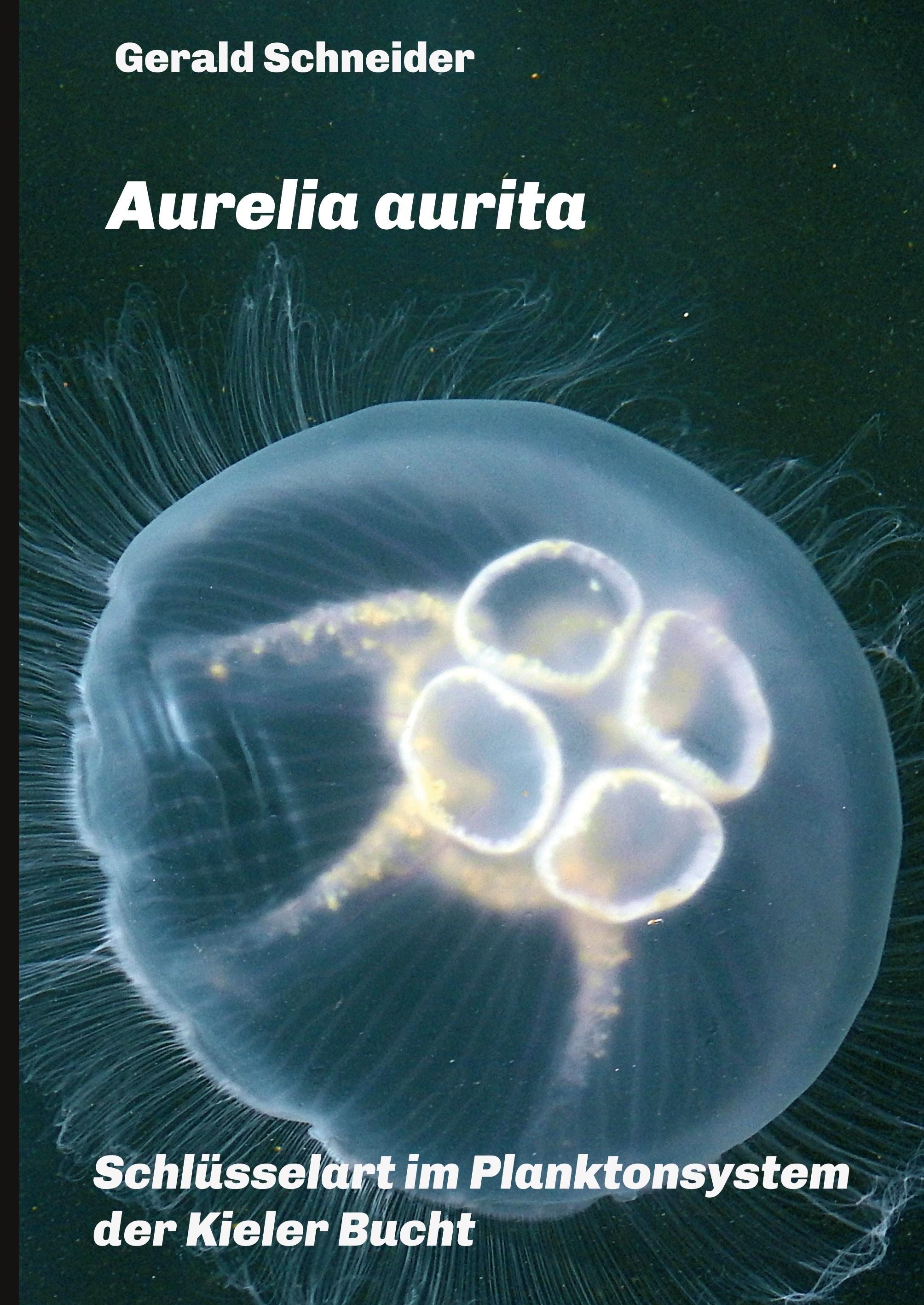 Aurelia aurita