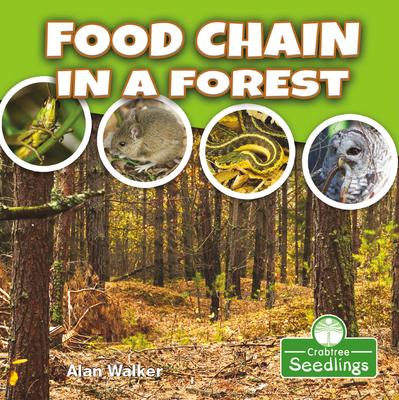 Food Chain in a Forest