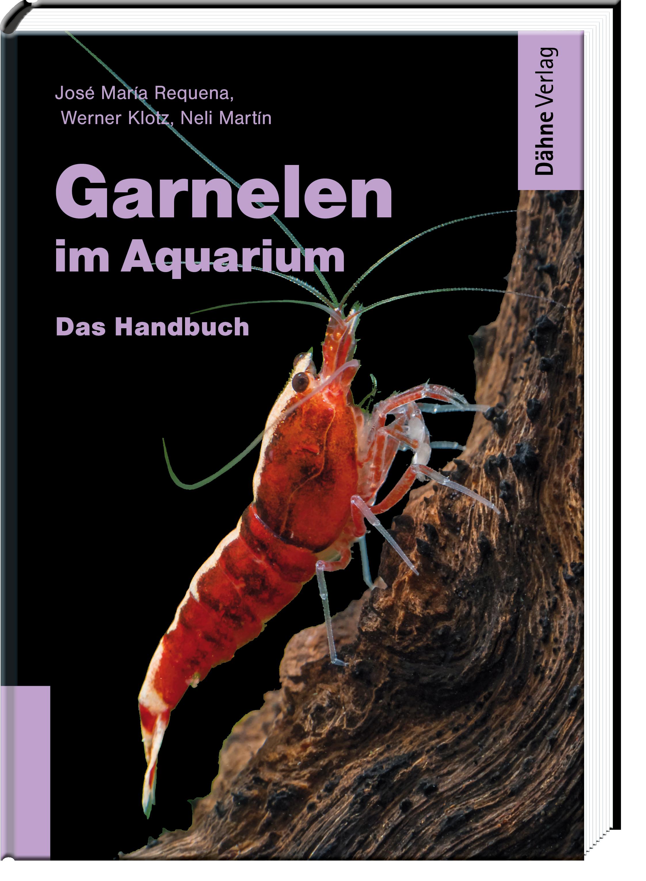 Garnelen im Aquarium