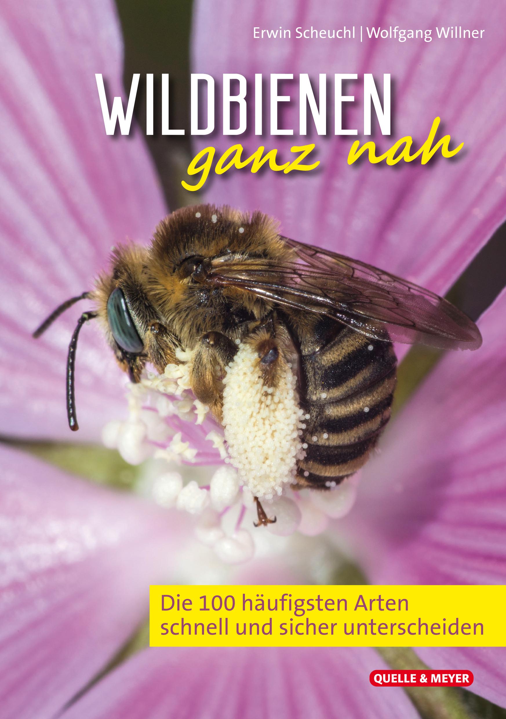 Wildbienen ganz nah