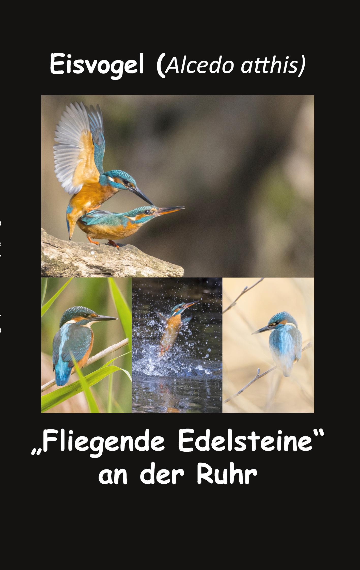 Eisvogel (Alcedo atthis)