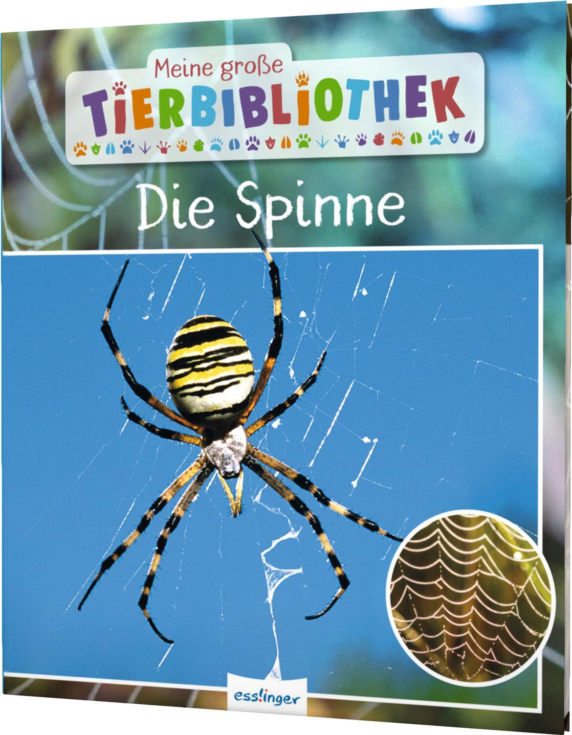 Meine große Tierbibliothek: Die Spinne