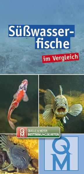 Süßwasserfische