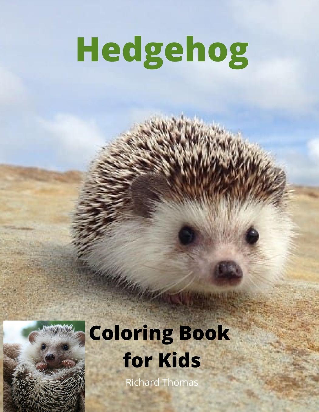 Hedgehog  Coloring Book for Kids