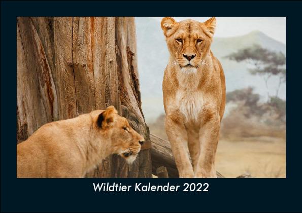 Wildtier Kalender 2022 Fotokalender DIN A5