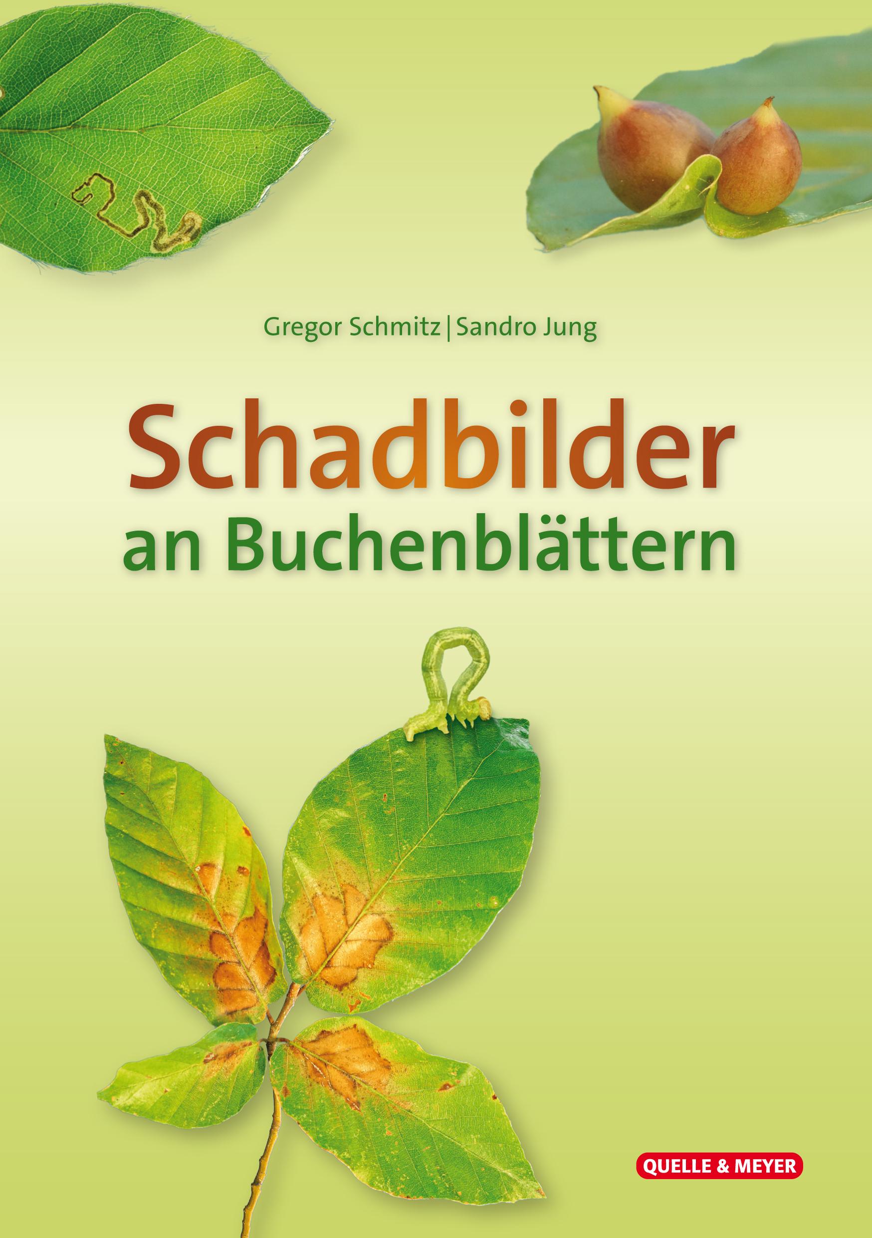 Schadbilder an Buchenblättern