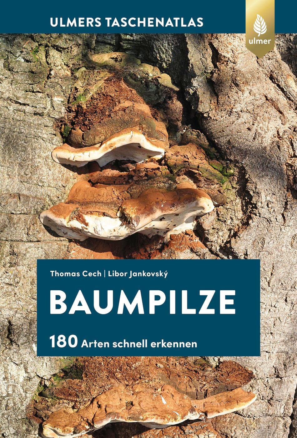 Baumpilze