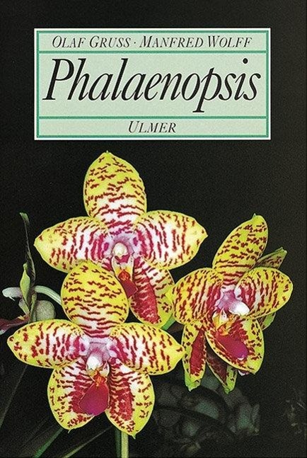 Phalaenopsis